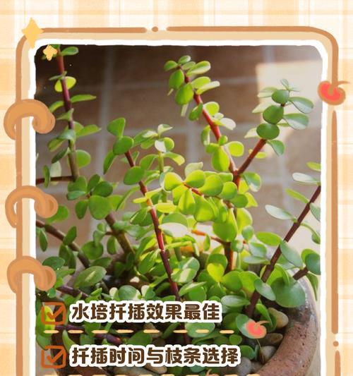 金枝玉叶施肥的最佳时机和肥料选择是什么？