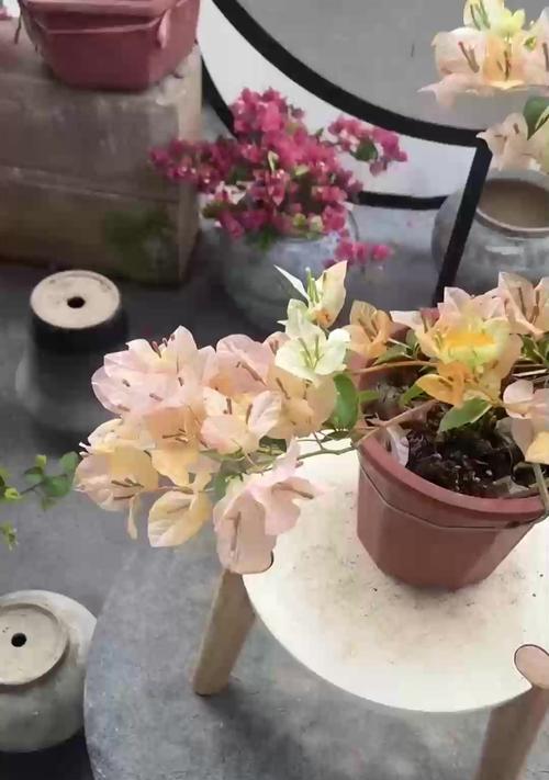 吊兰修剪的美观技巧是什么？