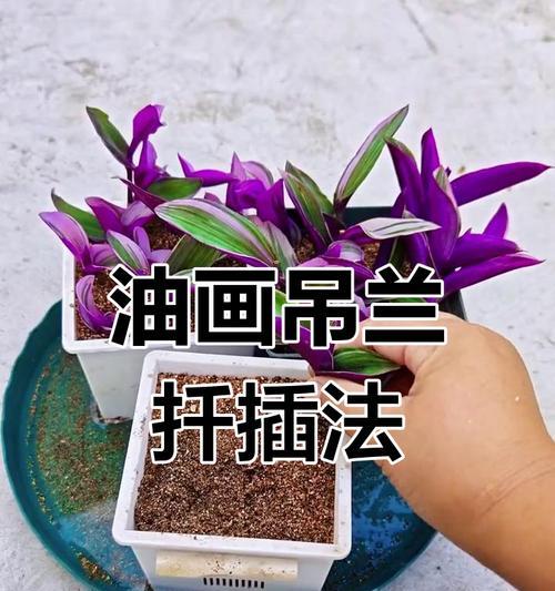 吊兰修剪的美观技巧是什么？