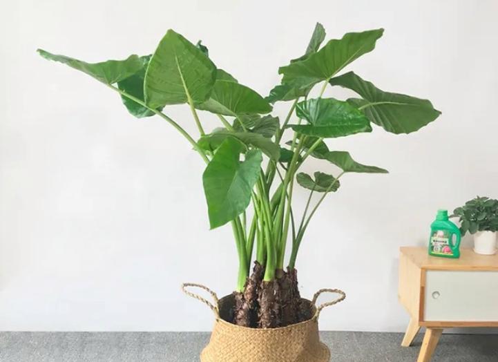 滴水观音植物为何含有毒性？