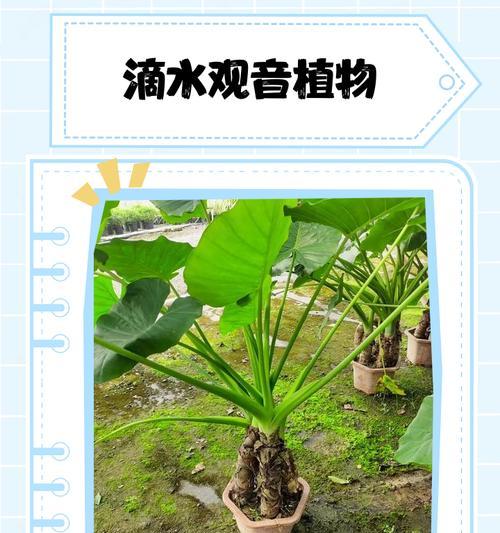 滴水观音植物为何含有毒性？