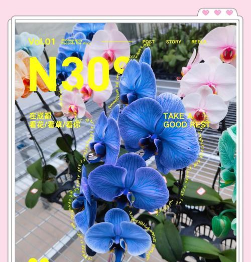 蝴蝶兰培植需要注意什么？