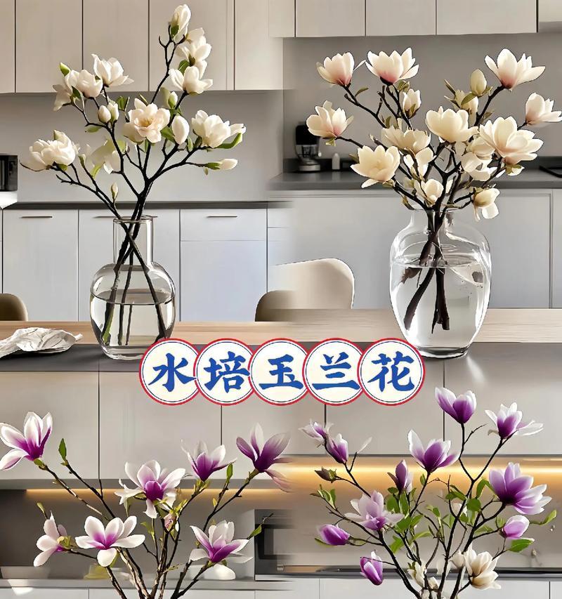 水培花怎么养？有哪些注意事项？