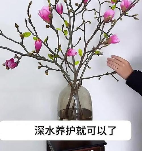 水培花怎么养？有哪些注意事项？