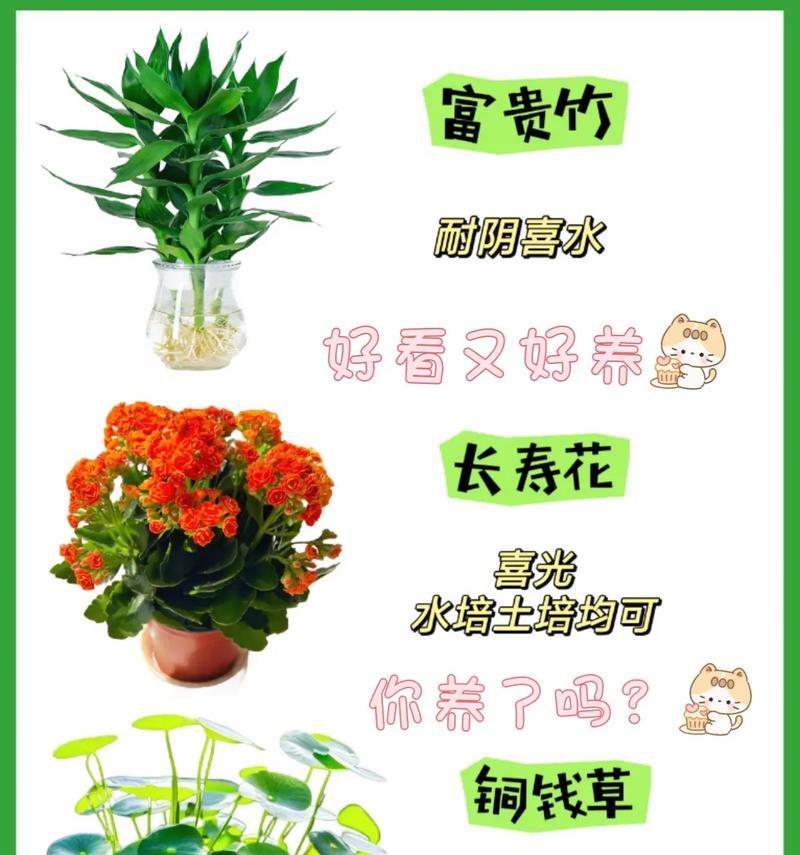 水培花怎么养？有哪些注意事项？