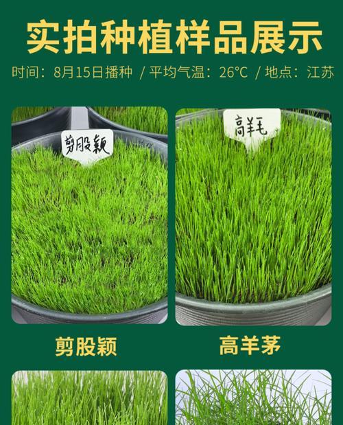 带根草怎么种植方法？种植步骤和注意事项是什么？