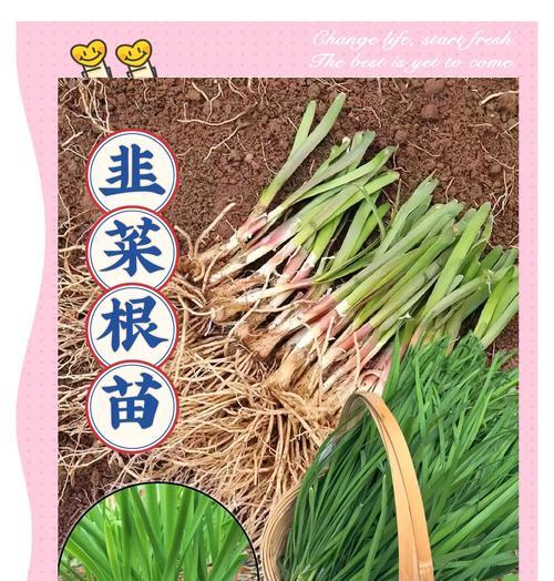 带根草怎么种植方法？种植步骤和注意事项是什么？