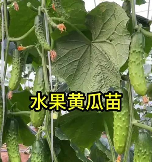 果黄瓜怎么种植方法？有哪些步骤和技巧？