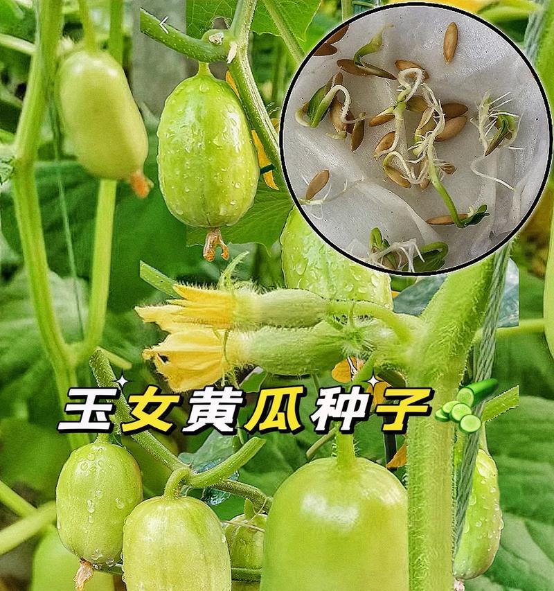 果黄瓜怎么种植方法？有哪些步骤和技巧？