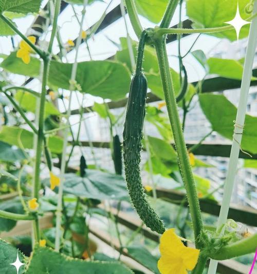 果黄瓜怎么种植方法？有哪些步骤和技巧？