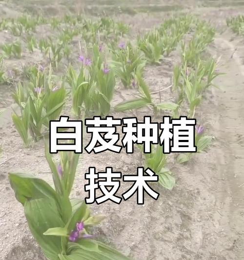 白芨干种植方法是什么？如何正确进行白芨的干种植？