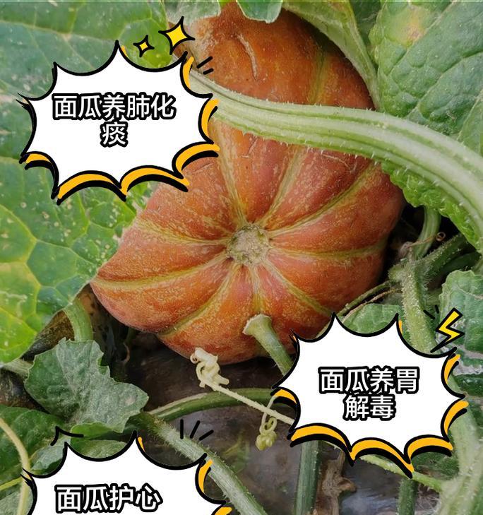 面瓜种子种植方法是什么？如何确保高产？