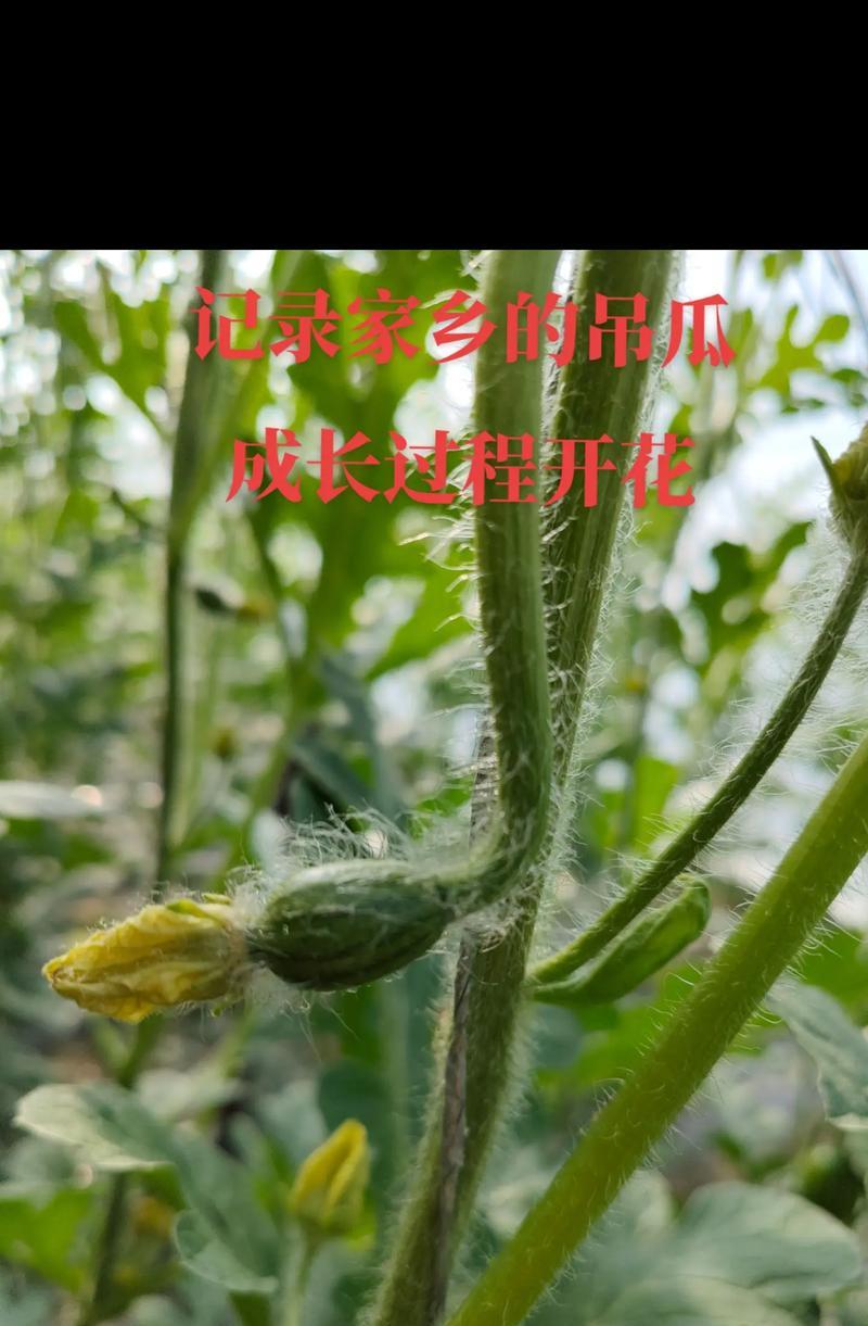 面瓜种子种植方法是什么？如何确保高产？