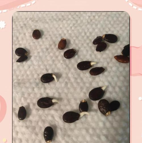 西瓜催芽失败了怎么处理？捂坏后的补救措施是什么？