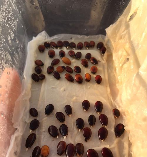 西瓜催芽失败了怎么处理？捂坏后的补救措施是什么？