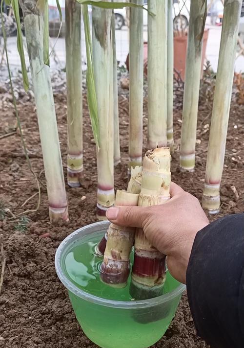北方甘蔗催芽方法是什么？自己在家如何操作？