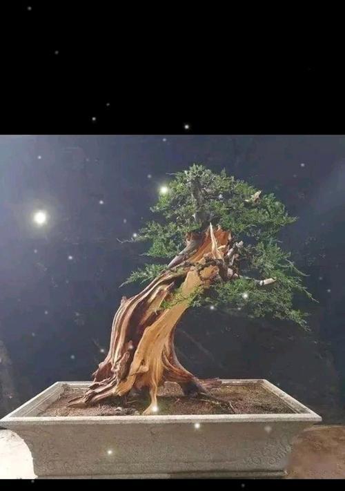 侧枝太高修剪枝条的方法是什么？修剪后如何促进植物恢复生长？