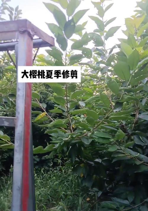 樱头籽怎么种植方法？需要哪些步骤和注意事项？