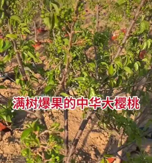 樱头籽怎么种植方法？需要哪些步骤和注意事项？