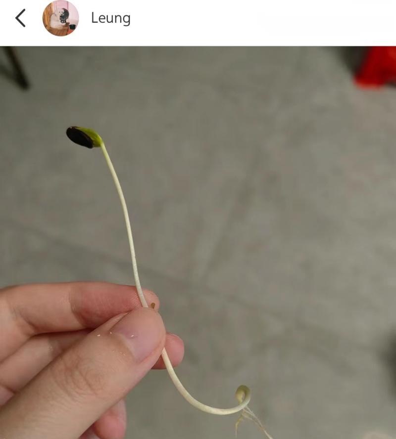 西瓜催芽后再干土会怎么样？催芽后处理方法有哪些？