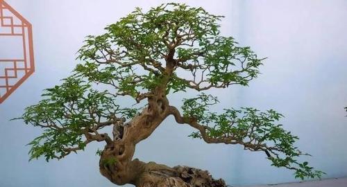 半梅修剪枝条的最佳时机是什么时候？如何正确修剪？