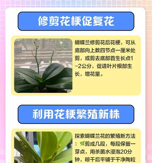 蝴蝶兰花催芽剂使用方法是什么？使用后多久发芽？