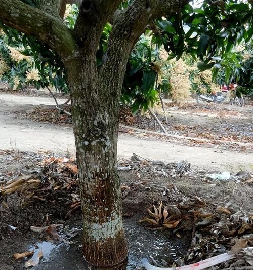 芒果树杈种植方法是什么？如何正确进行芒果树杈的种植？