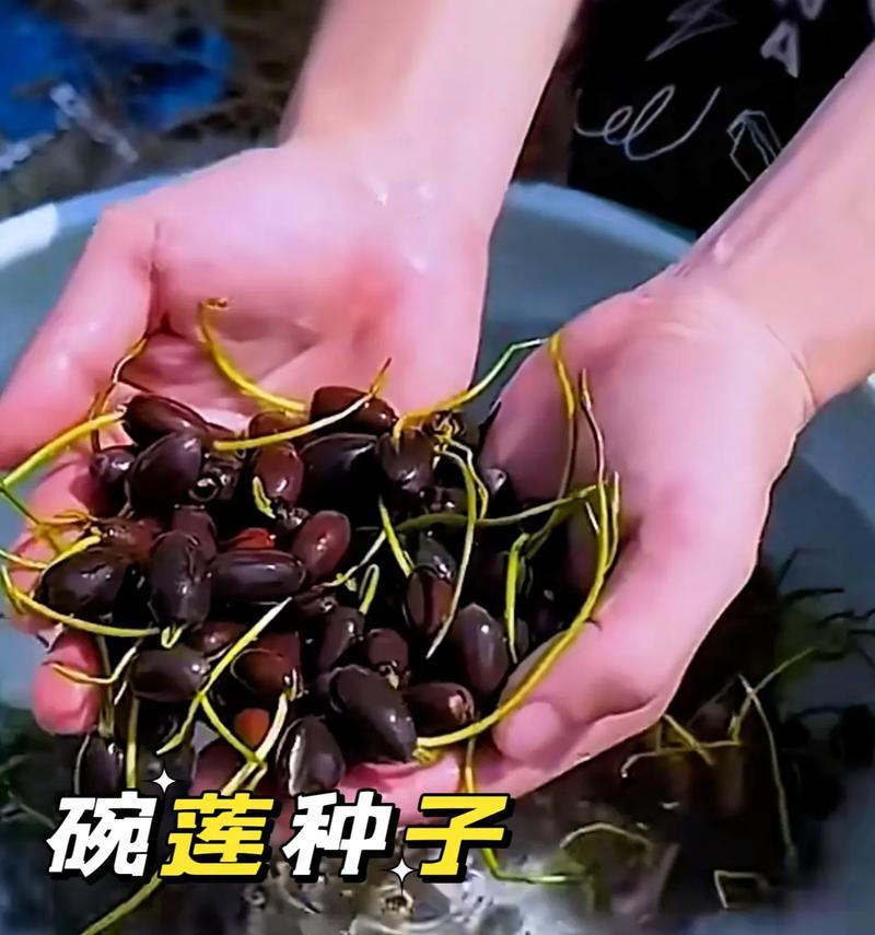 莲花水培怎么种植方法？步骤和注意事项是什么？