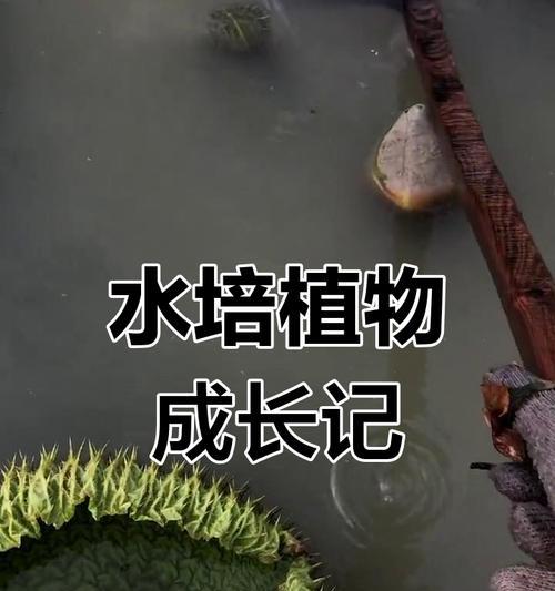 莲花水培怎么种植方法？步骤和注意事项是什么？