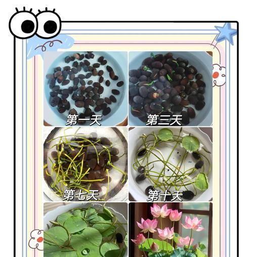 莲花水培怎么种植方法？步骤和注意事项是什么？
