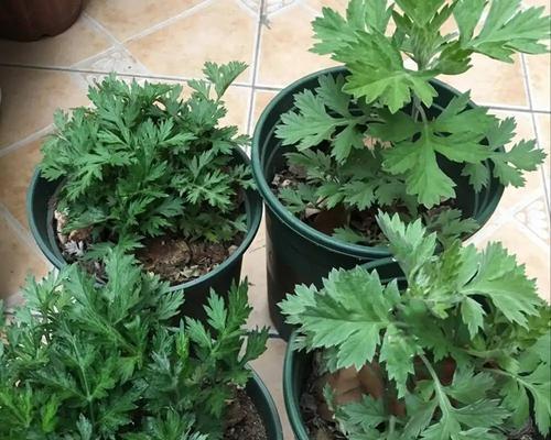 艾草种子种植方法有哪些？如何确保艾草种子的高成活率？