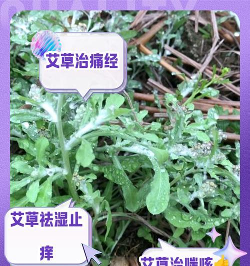 艾草种子种植方法有哪些？如何确保艾草种子的高成活率？