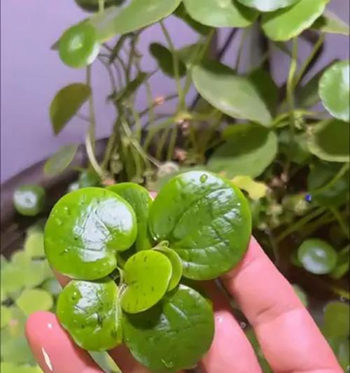 浮萍催芽的最佳方法是什么？如何确保浮萍快速发芽？