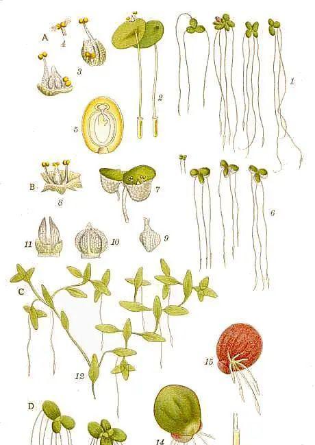 浮萍催芽的最佳方法是什么？如何确保浮萍快速发芽？