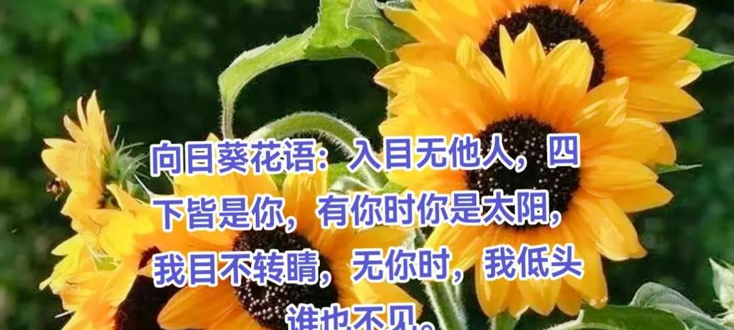 104朵花代表什么寓意？104朵花的含义有哪些？