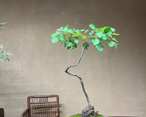 盆景黄栌修剪枝条的正确方法是什么？修剪后如何护理？