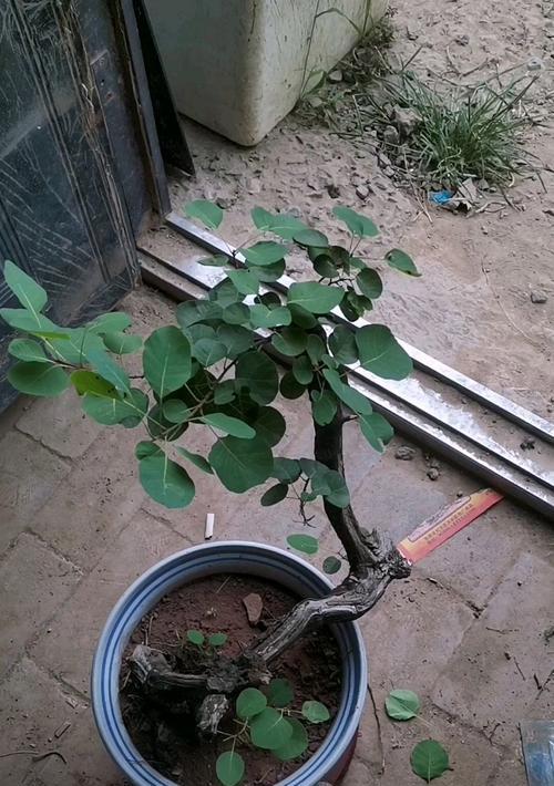 盆景黄栌修剪枝条的正确方法是什么？修剪后如何护理？