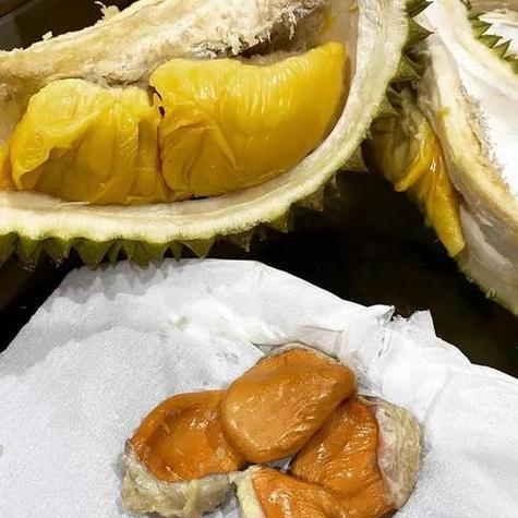 榴莲糊催芽方法是什么？需要多长时间才能发芽？