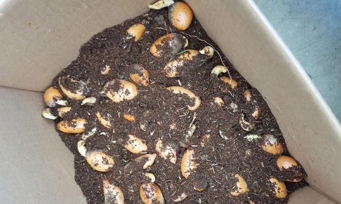 榴莲糊催芽方法是什么？需要多长时间才能发芽？