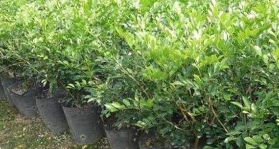 七里香花怎么种植方法？有哪些注意事项？