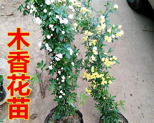 七里香花怎么种植方法？有哪些注意事项？