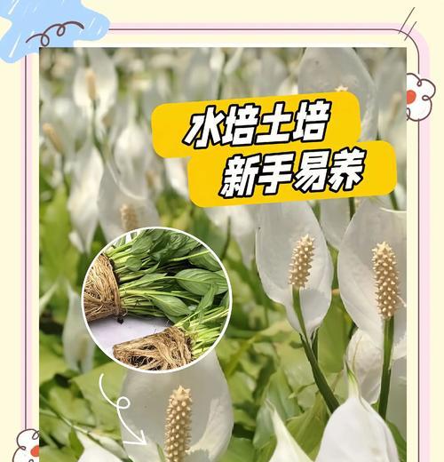 白掌花蕊种植方法是什么？如何正确进行养护？