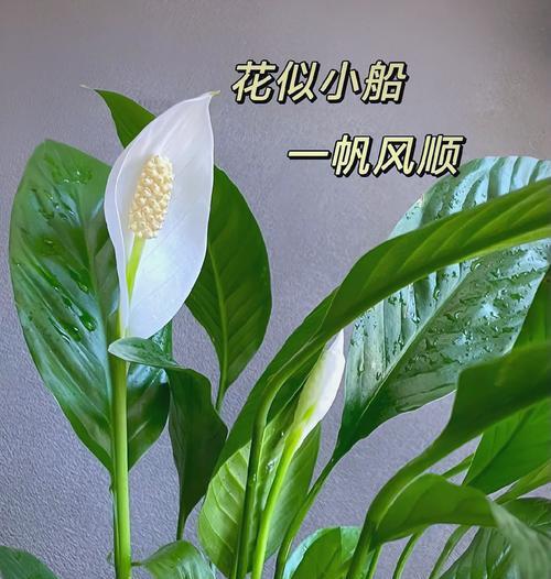 白掌花蕊种植方法是什么？如何正确进行养护？