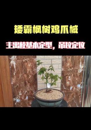 盆景枫树修剪枝条的正确方法是什么？修剪后如何护理？