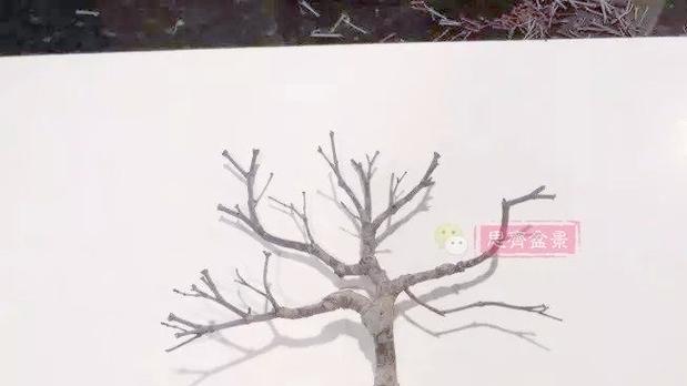 盆景枫树修剪枝条的正确方法是什么？修剪后如何护理？