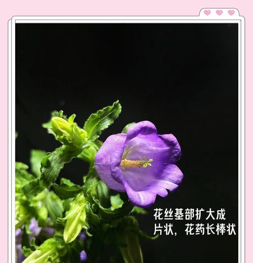 紫花风铃怎么种植？种植方法有哪些常见问题？