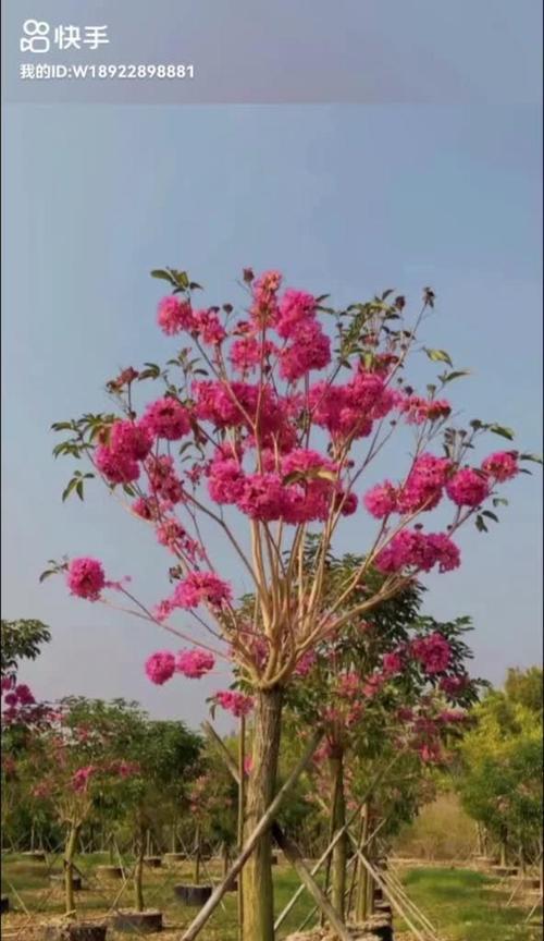 紫花风铃怎么种植？种植方法有哪些常见问题？