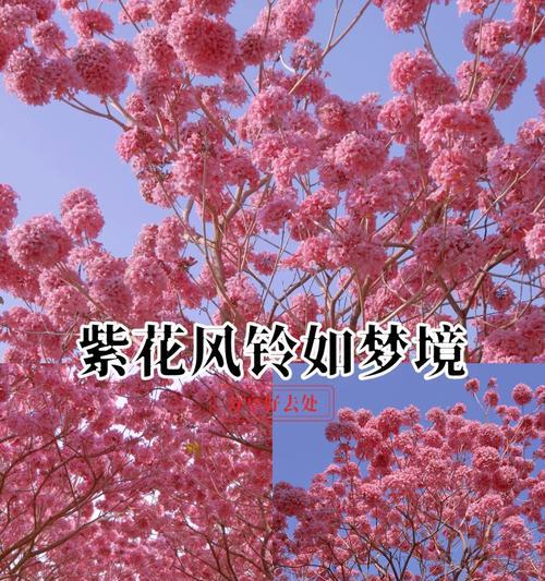 紫花风铃怎么种植？种植方法有哪些常见问题？