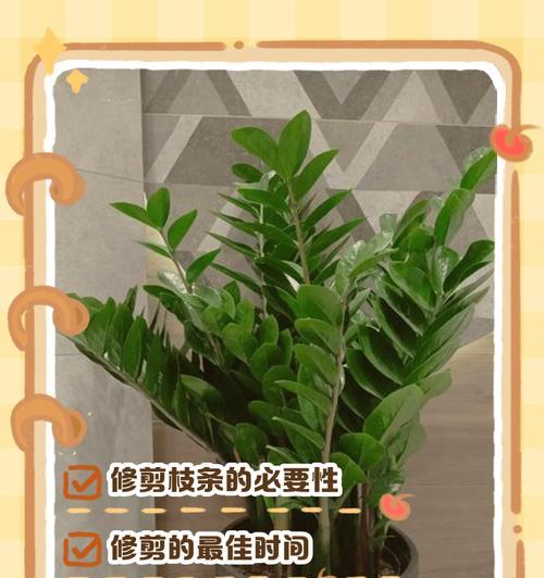 灿烂植物修剪枝条的最佳时机是什么时候？修剪后如何护理？