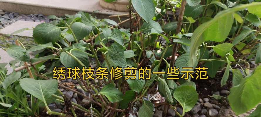 灿烂植物修剪枝条的最佳时机是什么时候？修剪后如何护理？